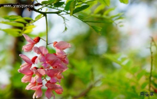 红花刺槐