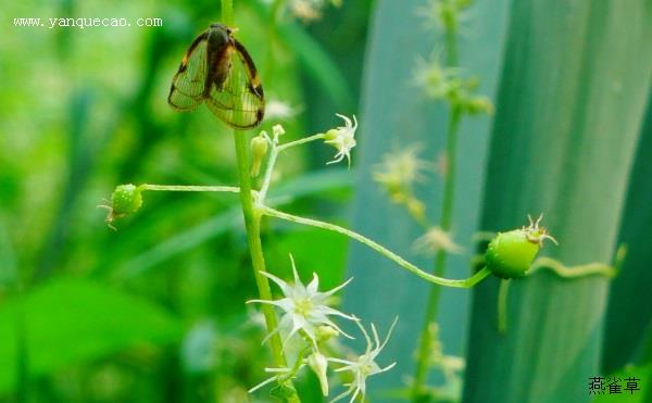 盒子草