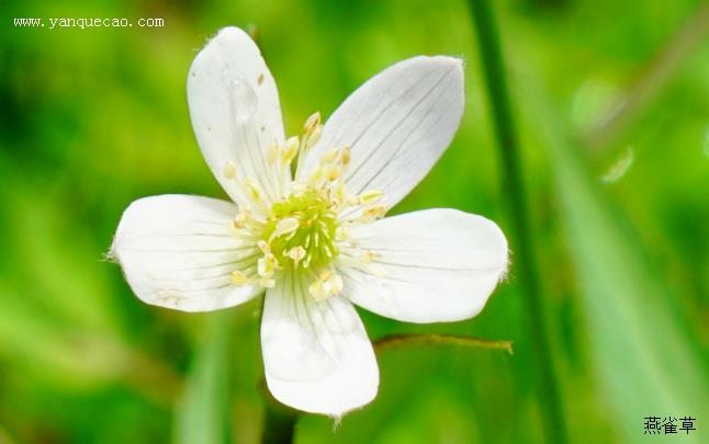 小花草玉梅