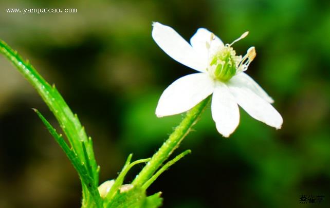 小花草玉梅