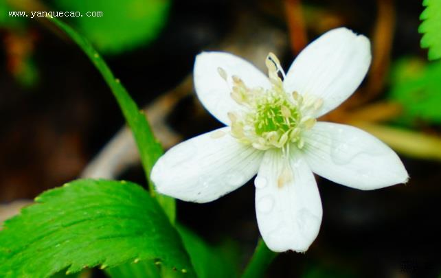 小花草玉梅