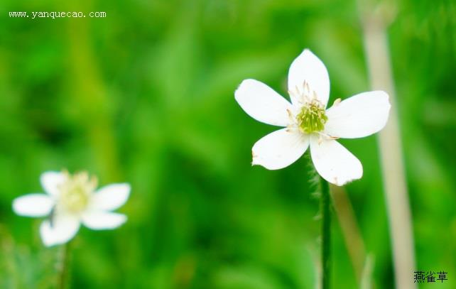 小花草玉梅