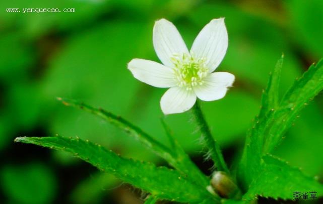 小花草玉梅