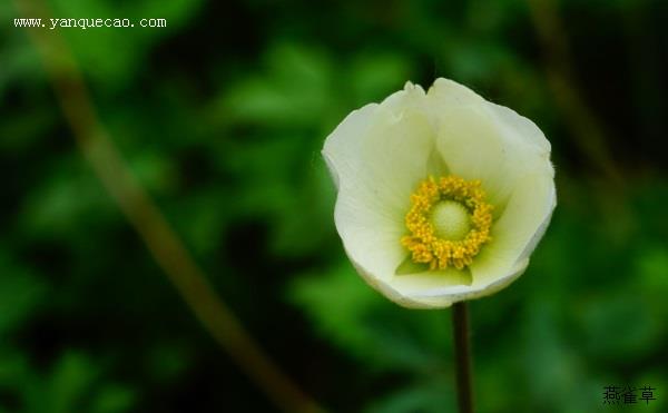 大花银莲花