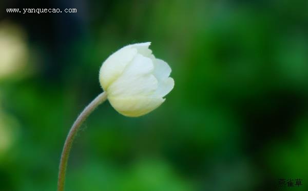 大花银莲花