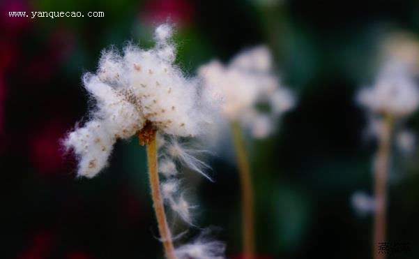 大花银莲花