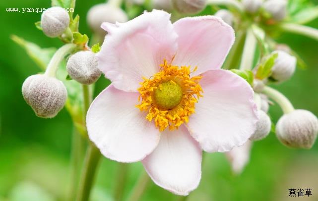 野棉花