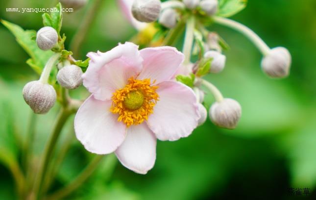 野棉花