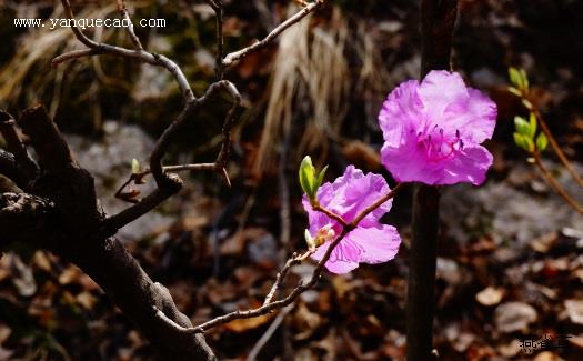 杜鹃花