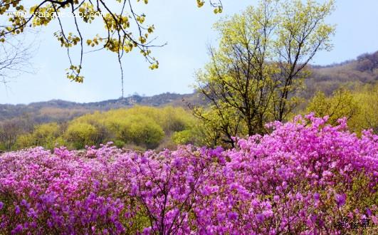 杜鹃花