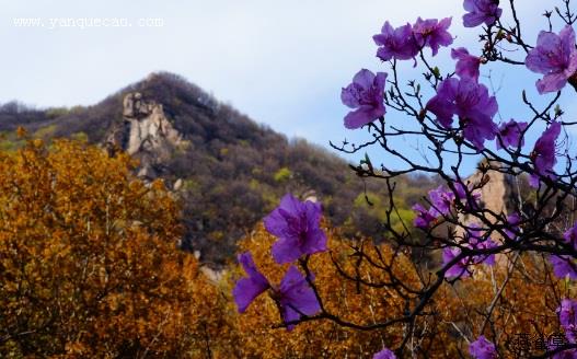 杜鹃花