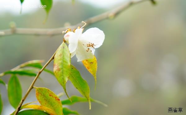 尖连蕊茶