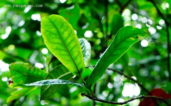 长叶越南油茶