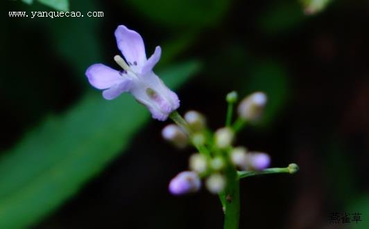 紫花碎米荠