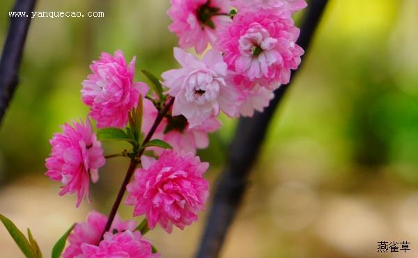 粉花重瓣麦李