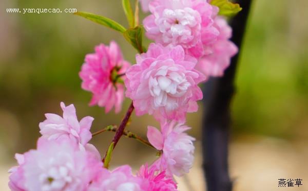 粉花重瓣麦李