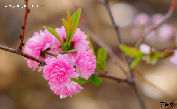 粉花重瓣麦李