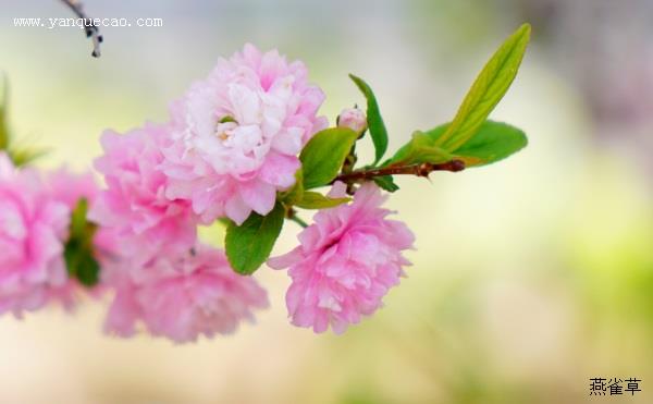 粉花重瓣麦李