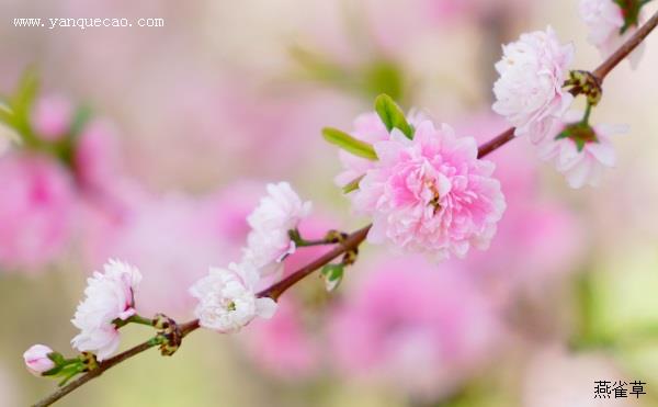 粉花重瓣麦李