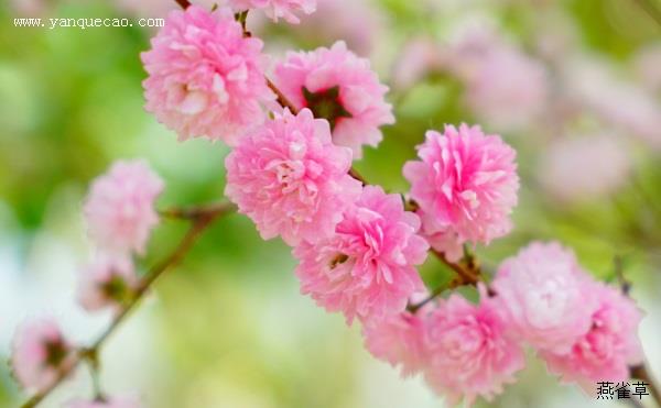 粉花重瓣麦李