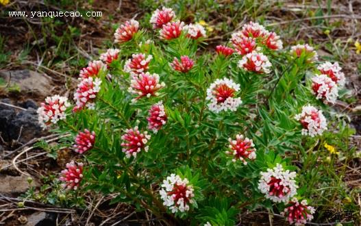 狼毒花