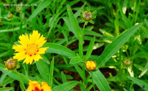 太阳火金鸡菊