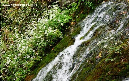 水芹