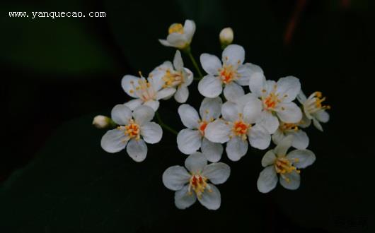 小花溲疏