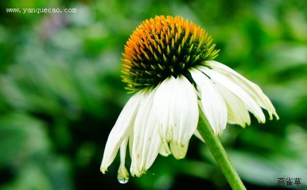 白花松果菊