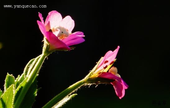 柳叶菜