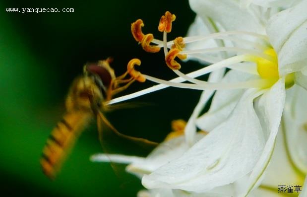 独尾草