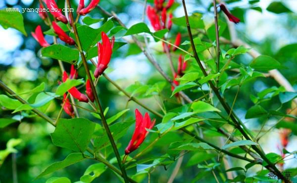 龙牙花