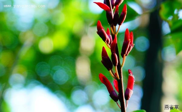 龙牙花