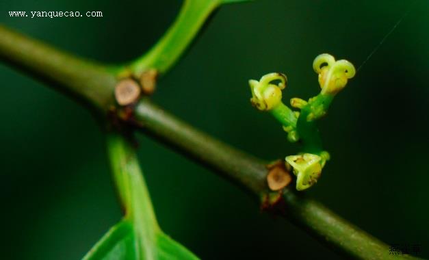 红背桂花