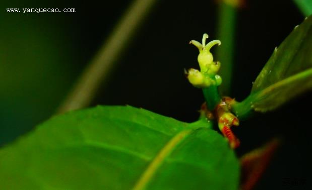 红背桂花