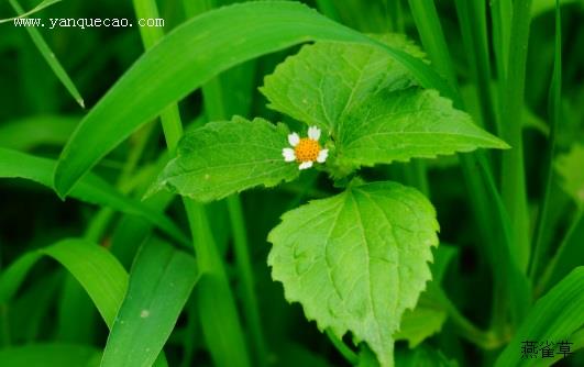 牛膝菊