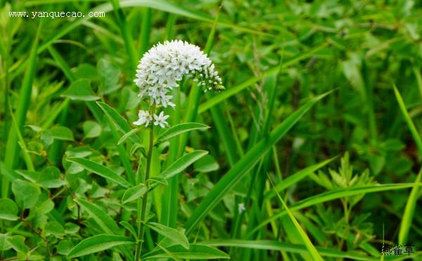 虎尾草