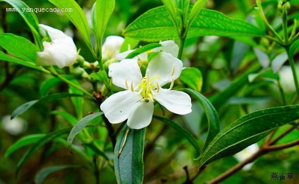 白花印度野牡丹