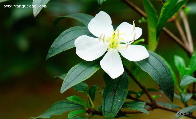 白花印度野牡丹