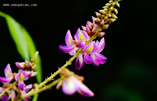 香花崖豆藤