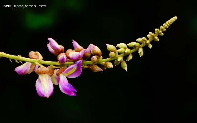 香花崖豆藤