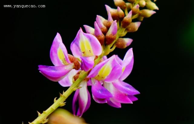 香花崖豆藤