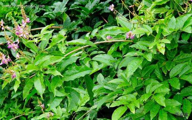 香花崖豆藤