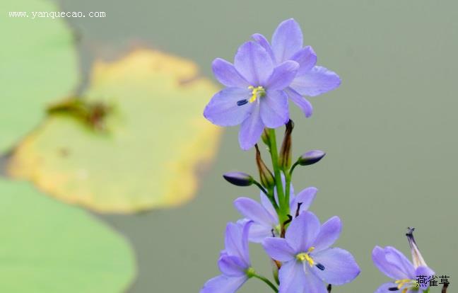 雨久花