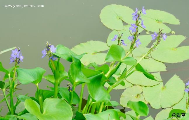 雨久花