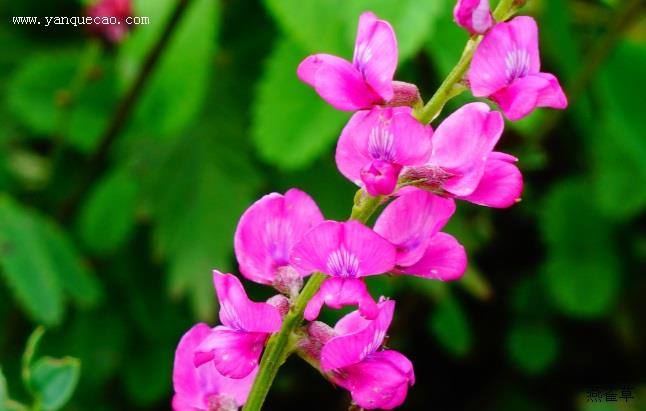 蓝花棘豆