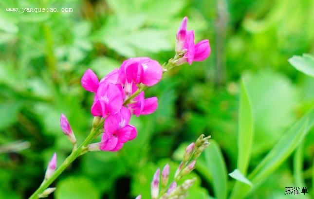 蓝花棘豆