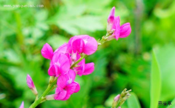 蓝花棘豆