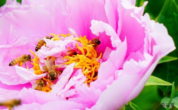 菱花湛露牡丹