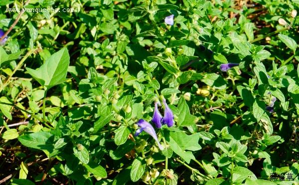 沙滩黄芩